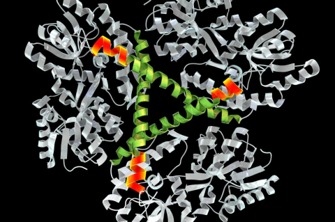 Illustration of a Huntingtin protein, with silver swirls and green and orange culring lines. Study shows APOBEC enzymes cause repeat expansions and are active in the brains of Huntington’s patients