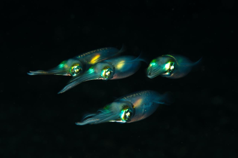 Four squid on a night dive