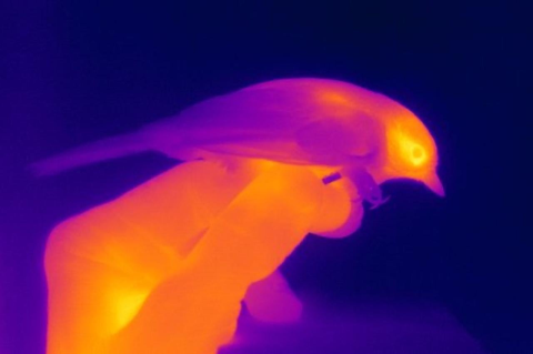 thermal imaging of bird, with bright orange outline of a bird against a dark background